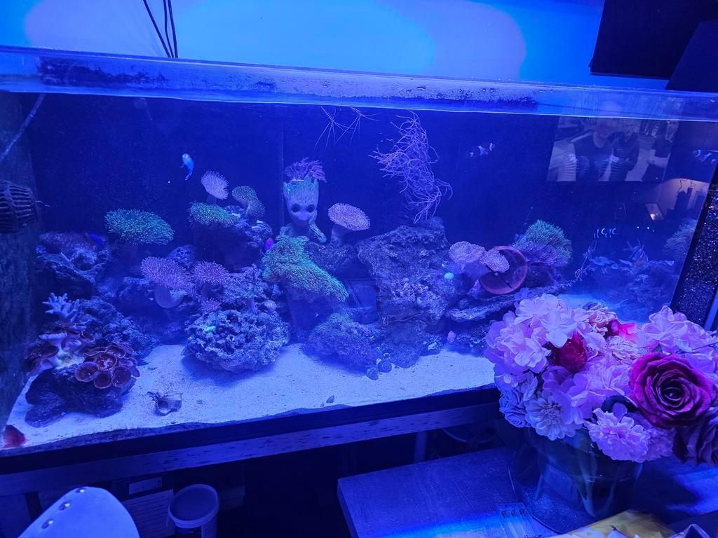 Zoutwater aquarium, Vis
