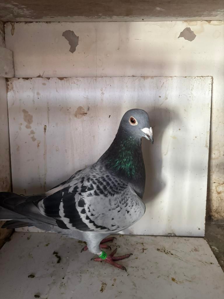 Duiven, Mannelijk, Postduif