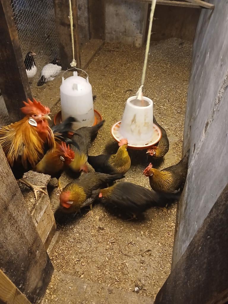 Broedeieren leghorn patrijs groot, Geslacht onbekend