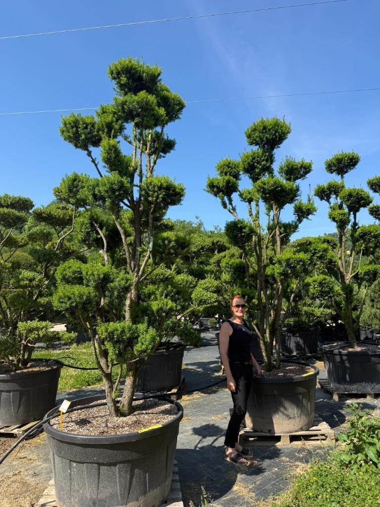 Taxus media 'Hillii' pon pon / tuinbonsai te koop!, Bloeit niet, 250 tot 400 cm, Volle zon, In pot