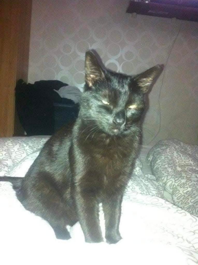 2 super lieve poezen, Dieren en Toebehoren, Katten en Kittens | Overige Katten, Poes, Kortharig, 6 jaar of ouder