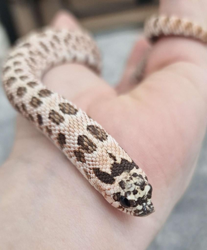 1.0 Super Arctic haakneusslang CB23 Hognose Snake - male for sale from Anna-Kimberlin