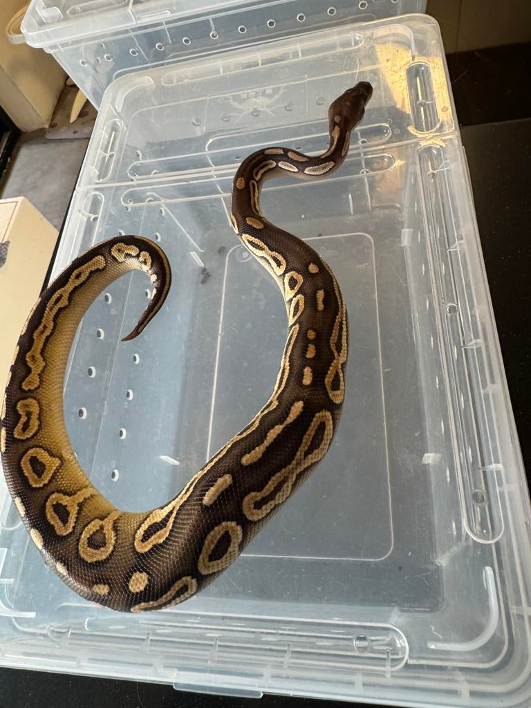 Python regius mojave Cinnamon yellowbelly, Dieren en Toebehoren, Slang, 0 tot 2 jaar
