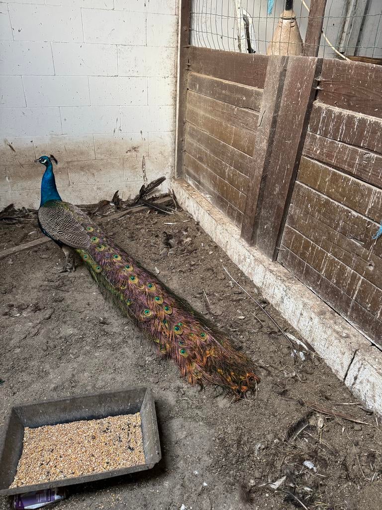 Blauwe pauw haan, Mannelijk, Overige soorten