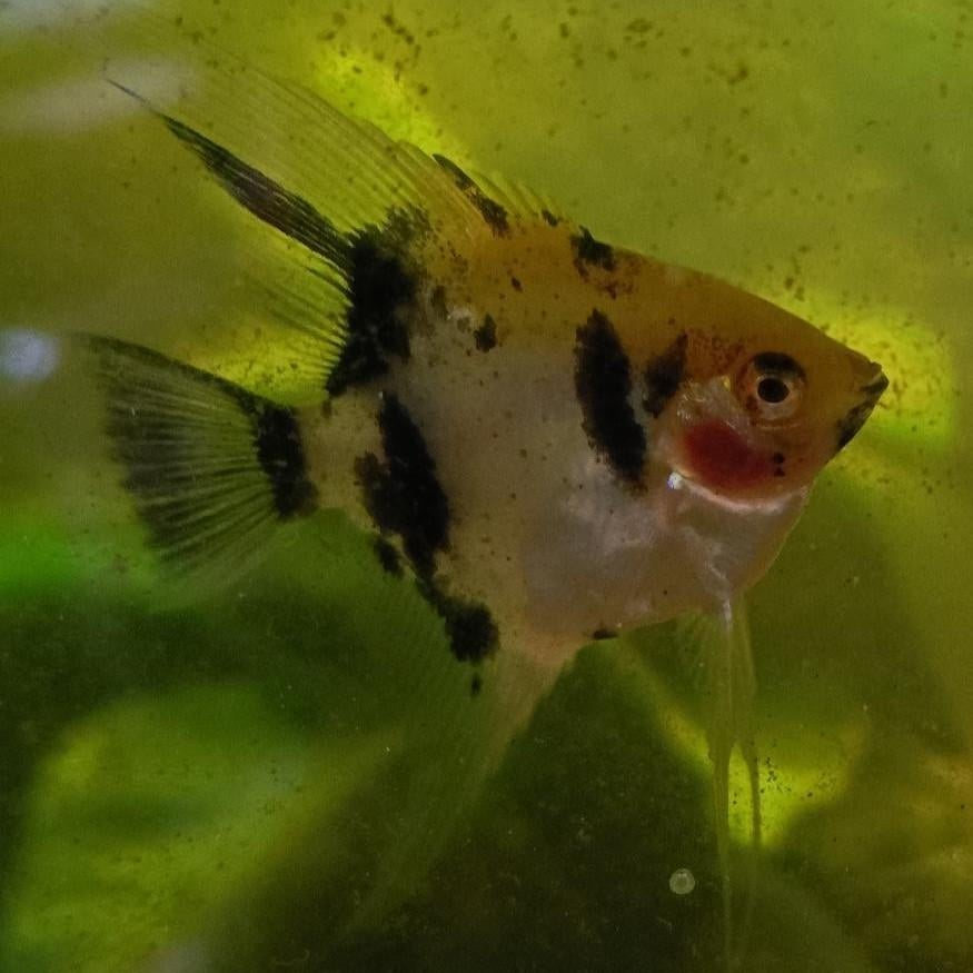 jonge maanvisjes te koop, Dieren en Toebehoren, Vissen | Aquariumvissen, Vis, Zoetwatervis