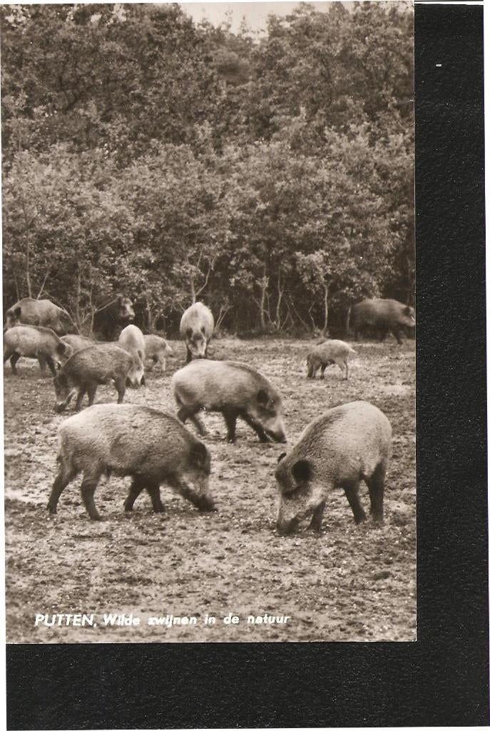 Putten, Wilde zwijnen in de natuur, Ophalen of Verzenden, 1960 tot 1980, Gelopen, Gelderland