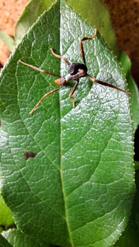 Australische Flappentak - Extatosoma Tiaratum - PSG9, Dieren en Toebehoren, Bijen