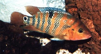 Zuid Amerikaanse Cichliden: Meshoheros festae, Vis, Zoetwatervis