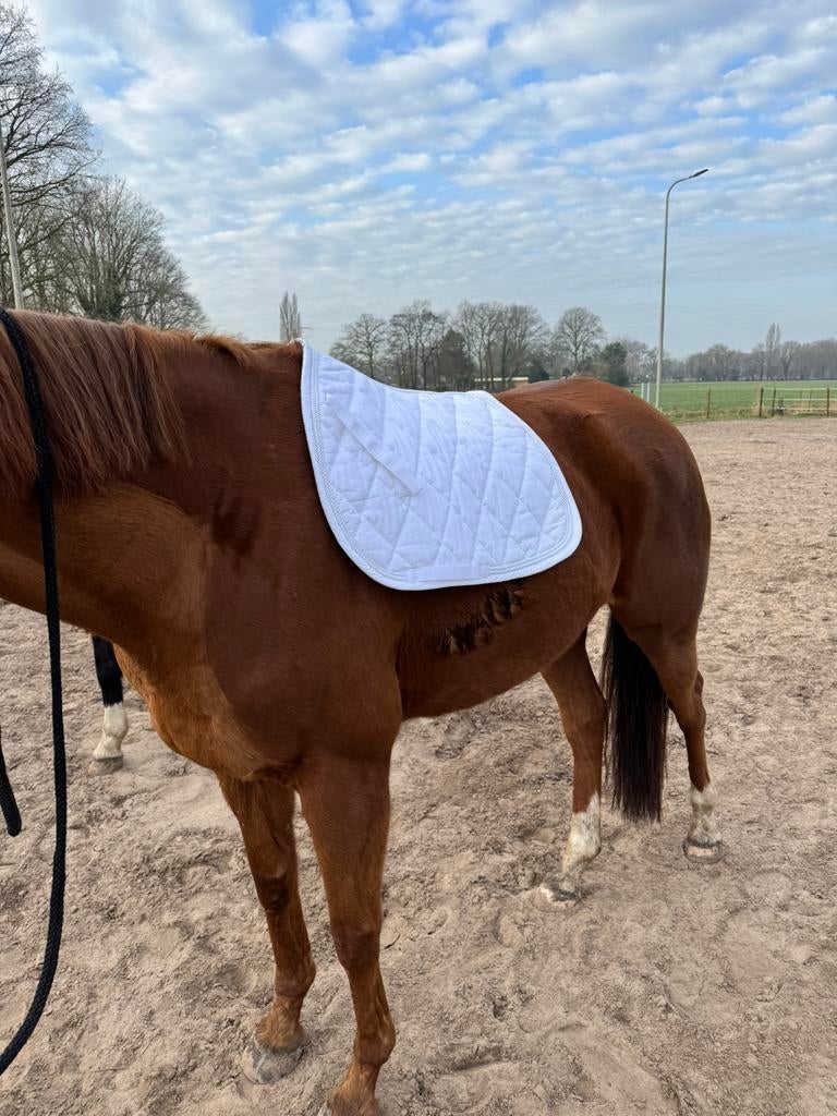 Wit dekje, Dieren en Toebehoren, Ophalen of Verzenden, Zo goed als nieuw