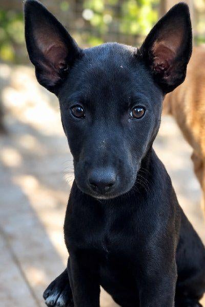ACE: Roberto, wie geeft hem de kans op een echte thuis?, Dieren en Toebehoren, Particulier, Reu, 8 tot 15 weken, Buitenland
