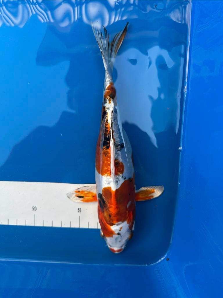 Te koop: Doitsu Kujaku koikarper import, Karper of Koi