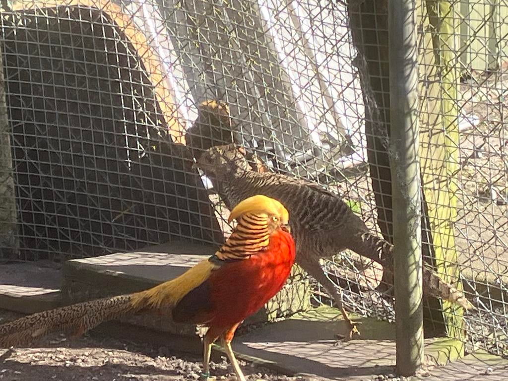 Goudfazanten, Dieren en Toebehoren, Mannelijk, Kip