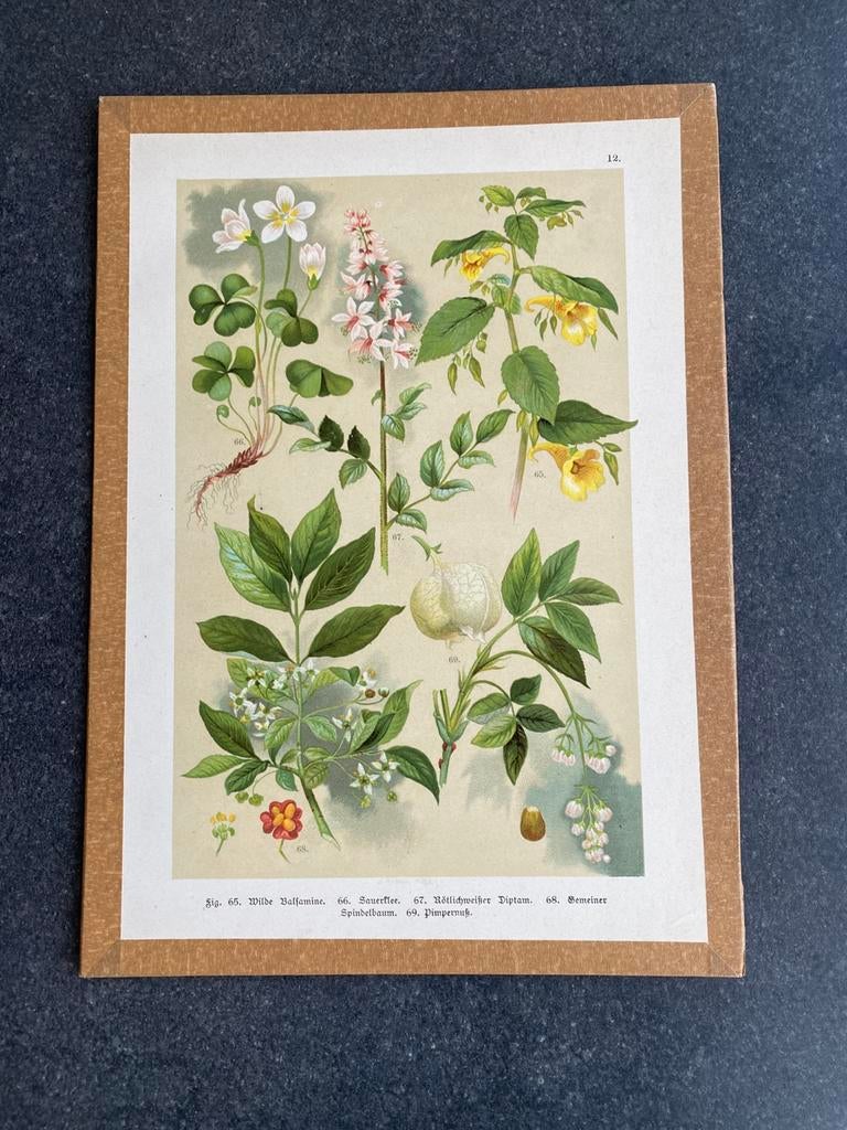 Vele prenten 20x29 cm bloemen//planten uitzoeken 5 euro pst, Antiek en Kunst, Ophalen of Verzenden, Natuur en Biologie