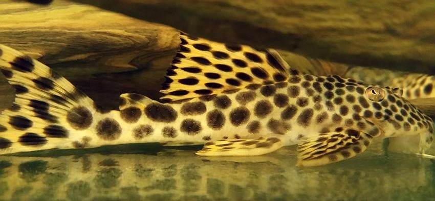 L-Nummers: L075 Peckoltia sabaji, Dieren en Toebehoren, Vis, Zoetwatervis