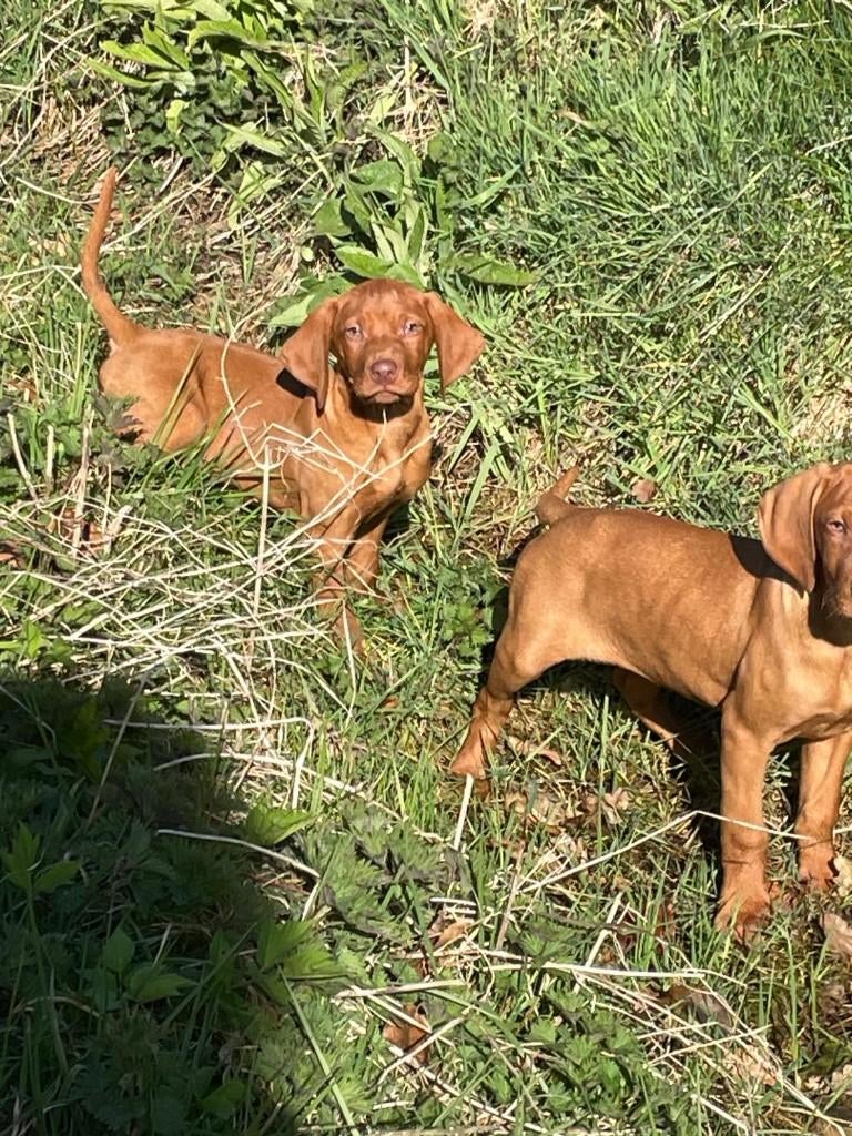 Mooi nestjes Vizsla pups, Parvo, Overige rassen, 8 tot 15 weken, Meerdere