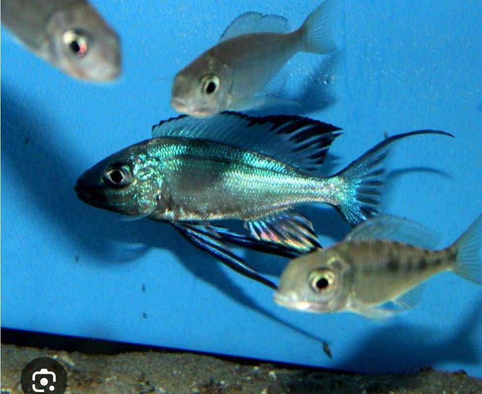 Cyathopharynx Foai Congo - Tanganyika, Vis