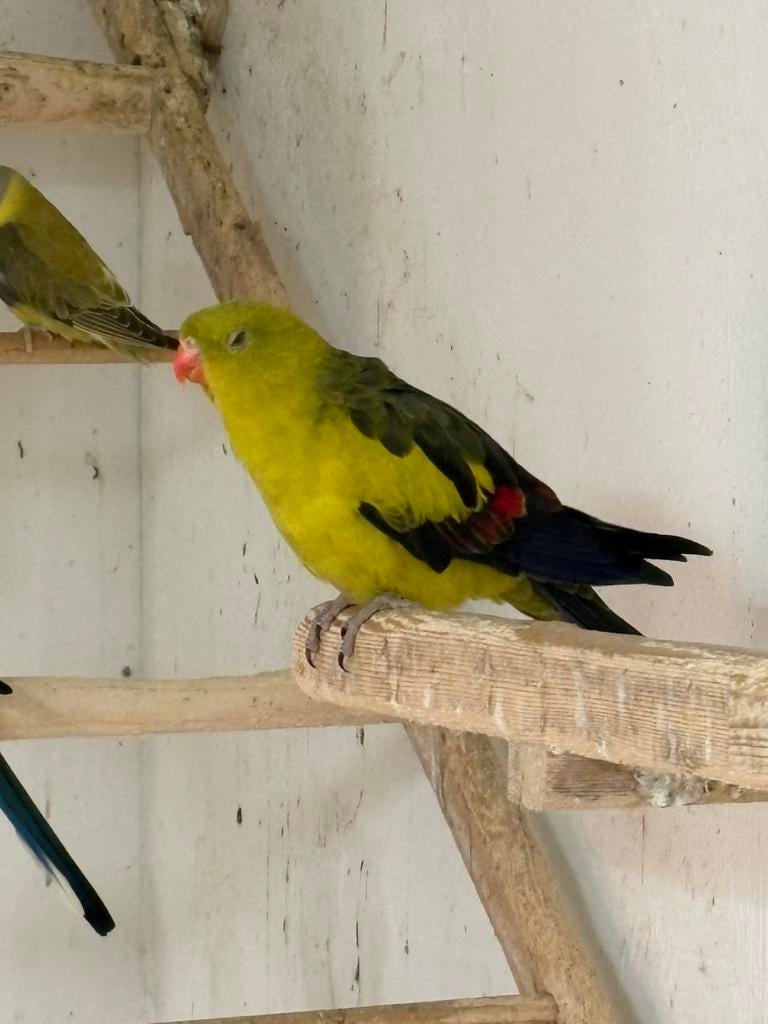 Zaterdagmorgen 11 april in / verkoop vogels Kampen., Dieren en Toebehoren, Meerdere dieren, Parkiet