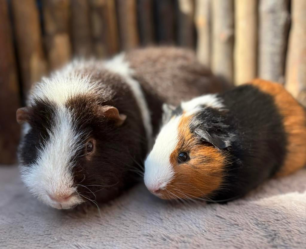 Cavia’s Bounty & Mozart, Dieren en Toebehoren, Juli, Mannelijk, Cavia