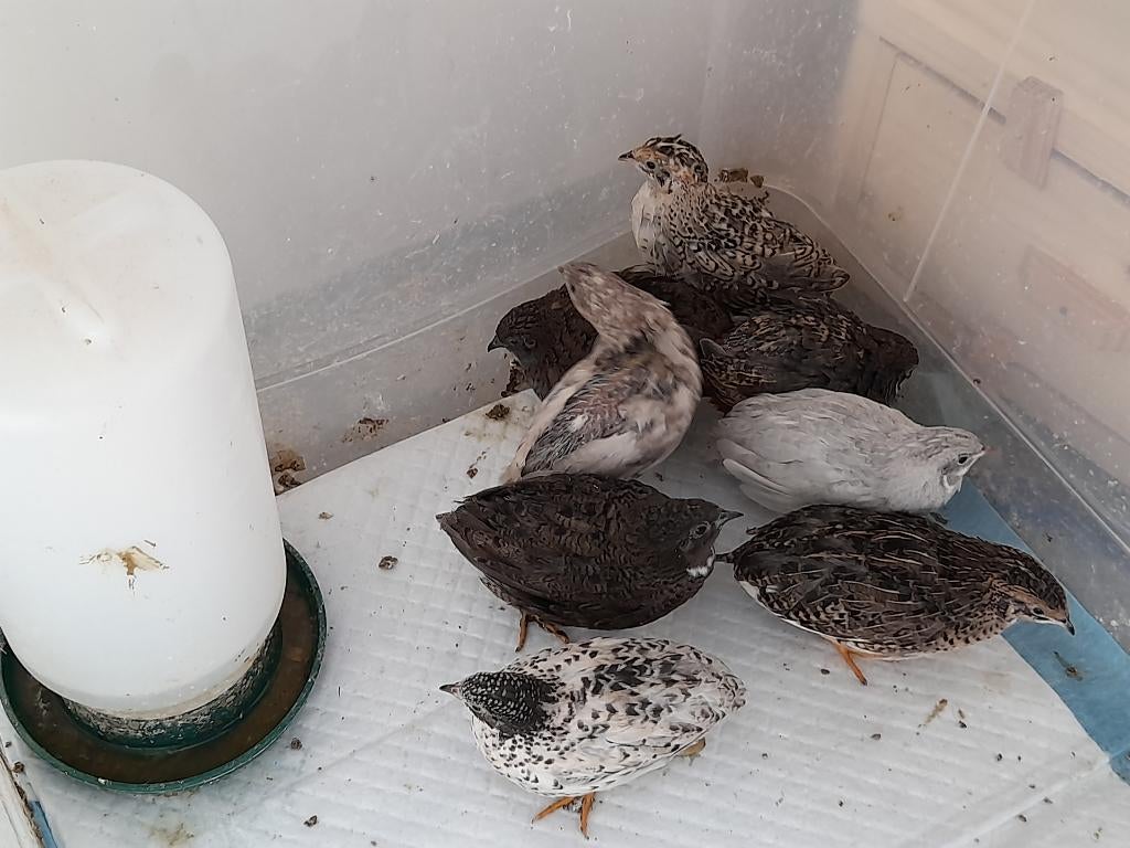 Chinese dwergkwartels, Dieren en Toebehoren, Pluimvee, Overige soorten, Geslacht onbekend