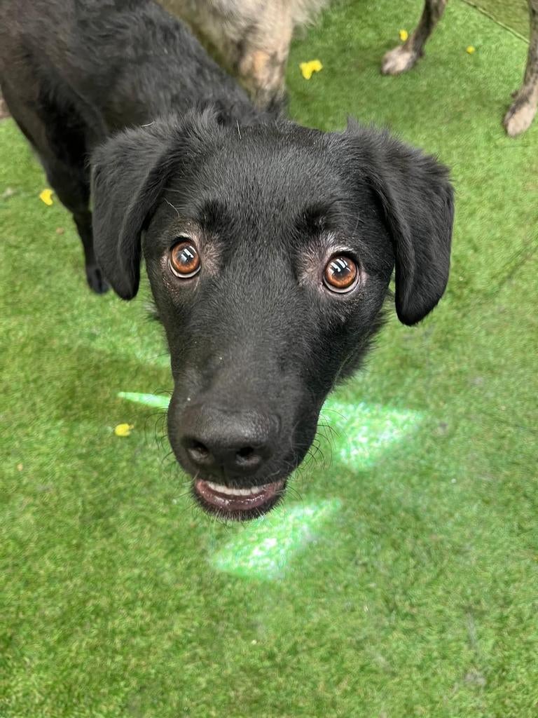 Storm!, Dieren en Toebehoren, Honden | Niet-rashonden, Rabiës (hondsdolheid), 1 tot 2 jaar, Buitenland, Eén hond