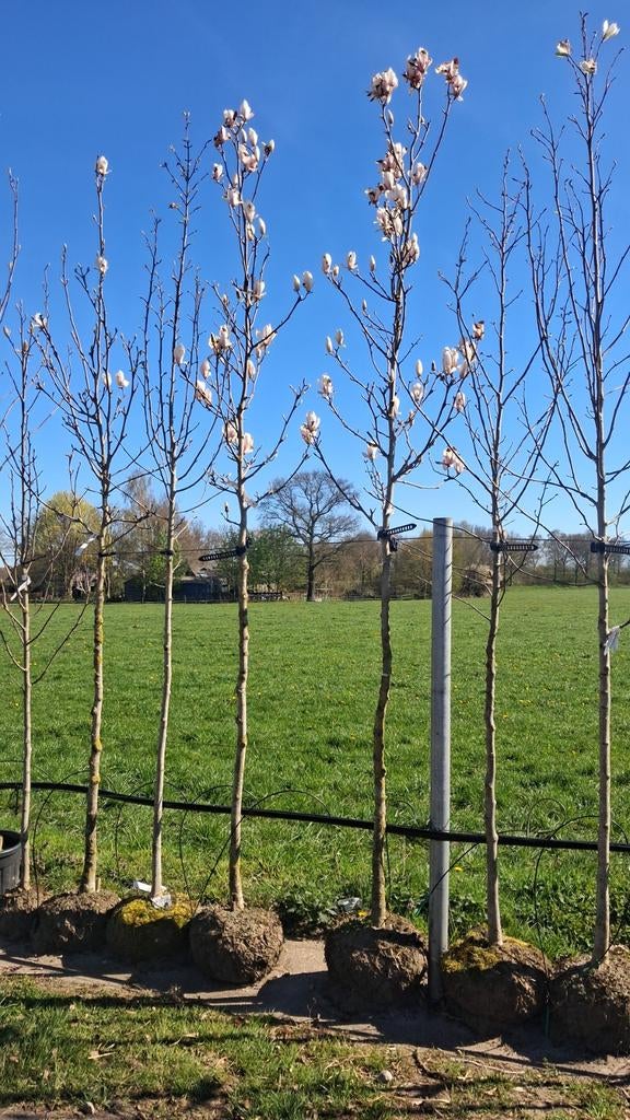 Bloeiende magnolia bomen! Tulpenbomen hoogstsm, Tuin en Terras, Planten | Bomen, In pot, Halfschaduw, Lente, 250 tot 400 cm
