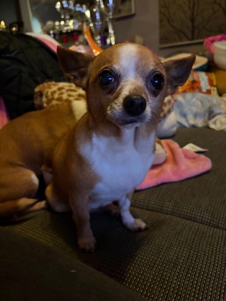 2 hondjes, Dieren en Toebehoren, 6 jaar of ouder, Teef, Parvo, Meerdere