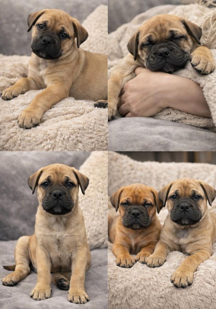 Prachtige Bullmastiff pups te koop, Dieren en Toebehoren, Overige rassen, 8 tot 15 weken, Parvo, Meerdere