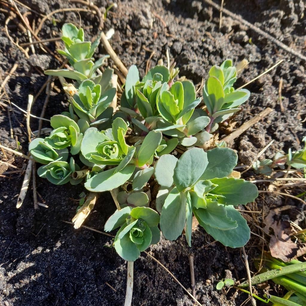 Vetkruid (Sedum) hemelssleutel, Volle zon, Vaste plant, Herfst, Ophalen