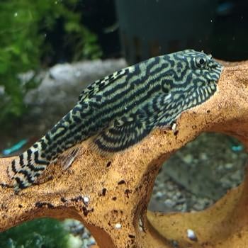 Sewellia lineolata, Vis