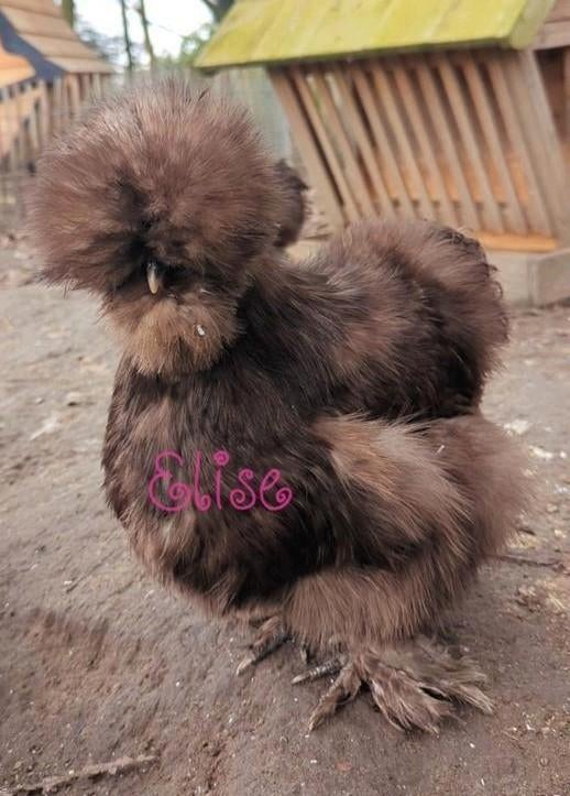 Broedeieren choco usa zijdehoenders sierkippen zijdehoen, Kip