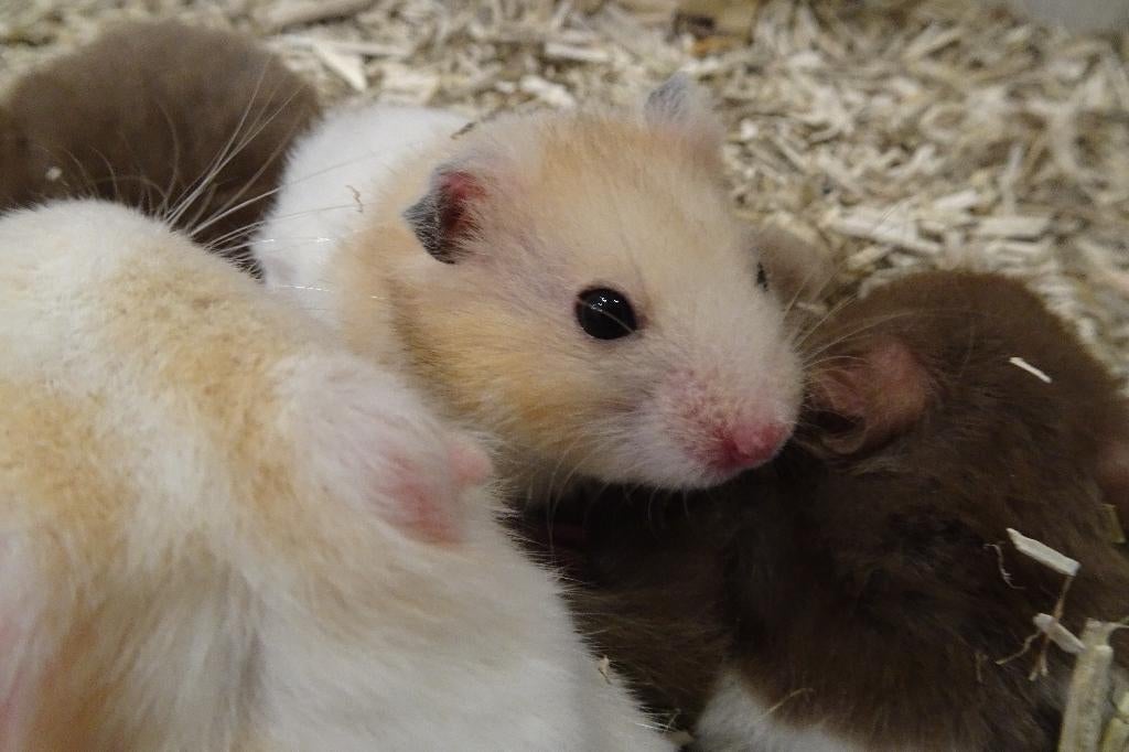 Syrische goudhamsters In Assen., Dieren en Toebehoren, Knaagdieren, Hamster, Februari, Mannelijk, Tam