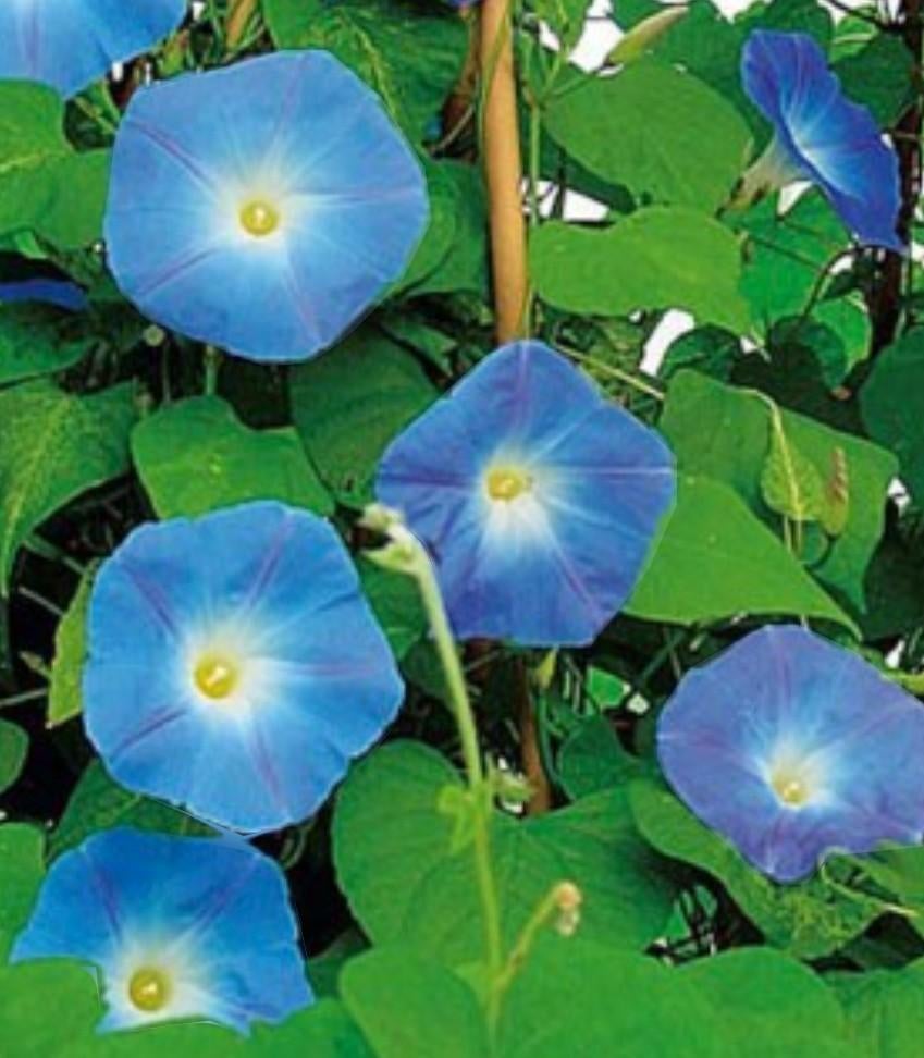 Zaden van KLIMMENDE WINDE, Tuin en Terras, Ophalen, Voorjaar, Volle zon, Zaad