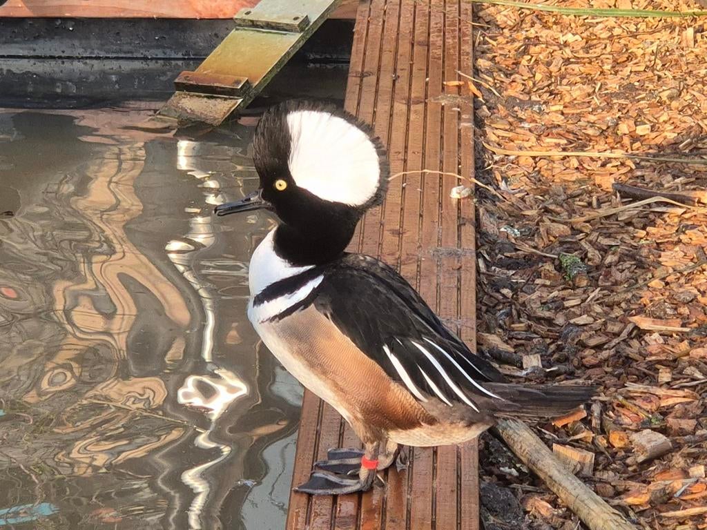 Overjarige kuifzaagbek man, Mannelijk, Eend