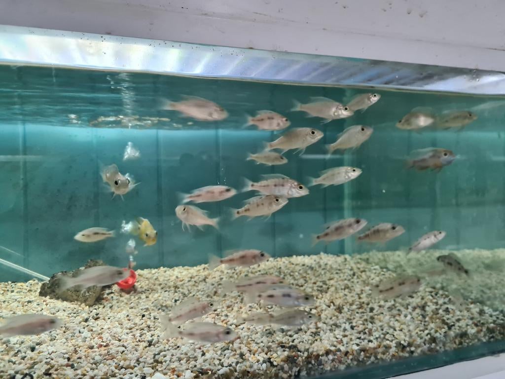 Aulonocara Maylandi Malawi Cichliden, Vis, Zoetwatervis