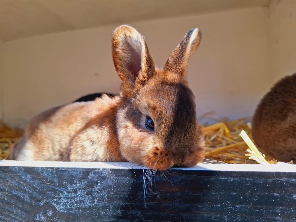 Rex konijnen - castor kleur, Dieren en Toebehoren, Konijnen, Meerdere dieren, Middelgroot, 0 tot 2 jaar