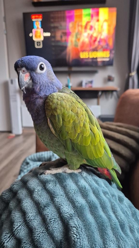 Pionus menstruus man, Dieren en Toebehoren, Mannelijk, Parkiet, Pratend