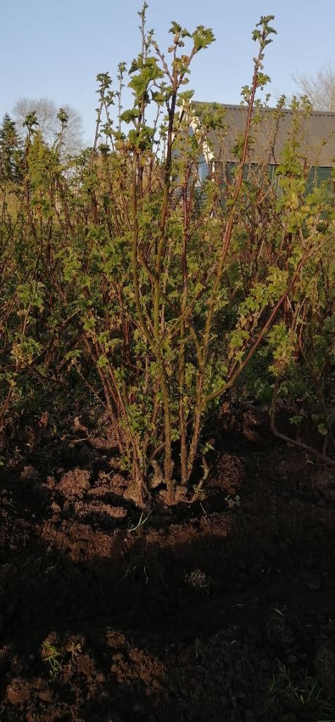 rode bes aalbes jonk heer van tets, Ophalen, Minder dan 100 cm, Overige soorten, Lente