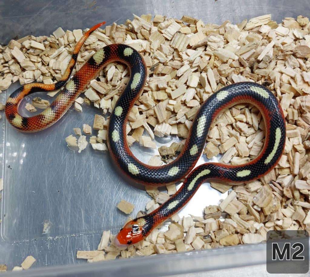 Lampropeltis Polyzona Kingsnake - male for sale from TKT
