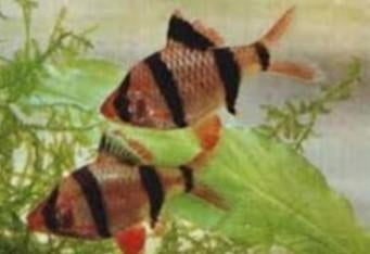 Sumatraan - Puntigrus tetrazona - Koidreams Valburg, Vis, Zoetwatervis