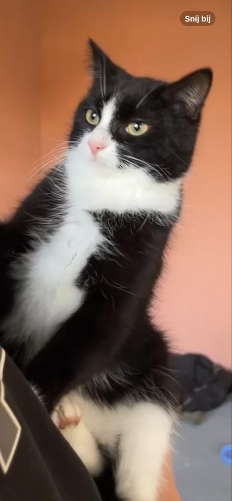 Lieve jonge kater zoekt goed huisje, Dieren en Toebehoren, Katten en Kittens | Overige Katten, Kater, Kortharig, 0 tot 2 jaar