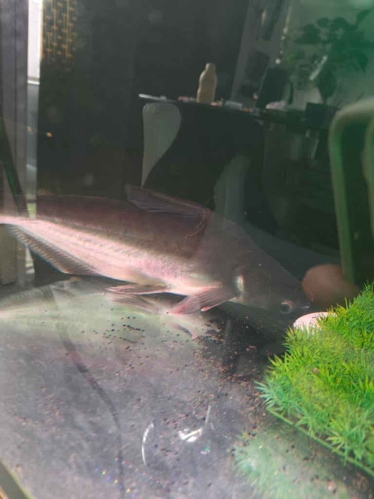 Blauw haai, Dieren en Toebehoren, Vissen | Aquariumvissen, Vis