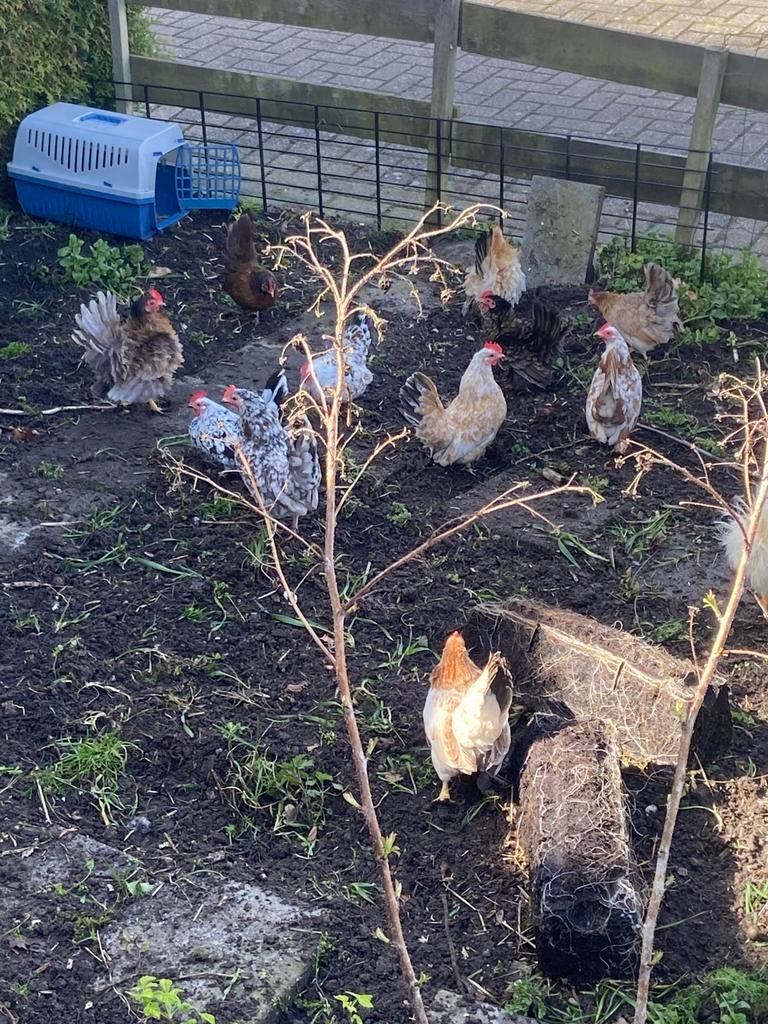 Serama broedeieren | kans op zijdeveer, krulveer en gladveer, Dieren en Toebehoren, Pluimvee, Meerdere dieren, Kip
