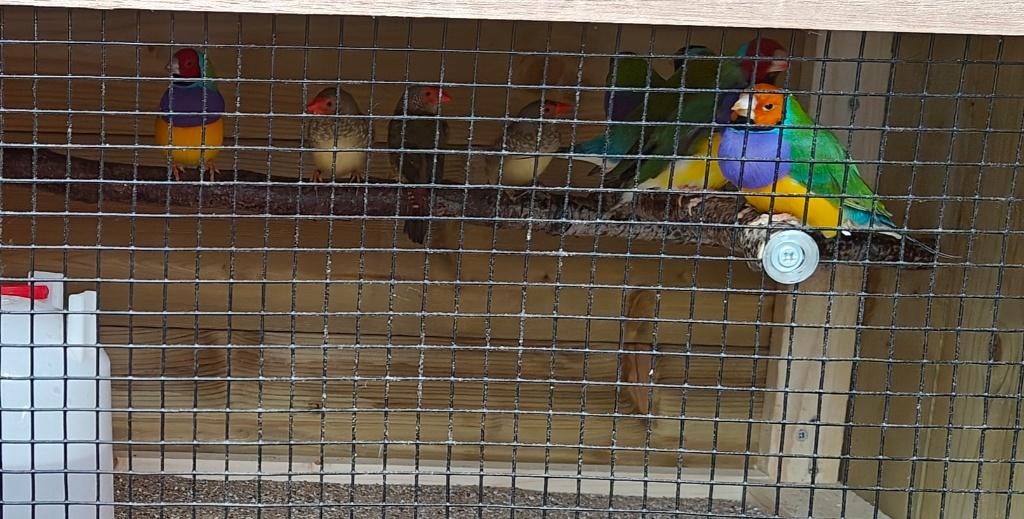 Koudkweek Natuurbroed Tropen, Meerdere dieren, Tropenvogel, Geringd