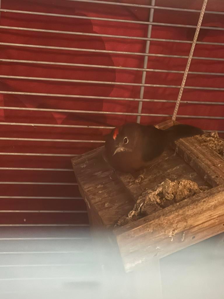 Rode kroon vink gezochtvrouwtje of ruilentegen een mooi stel, Dieren en Toebehoren, Vrouwelijk