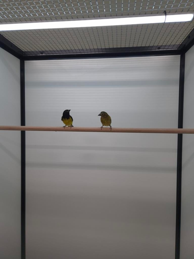 1-1 Geelbuik sijsen, Meerdere dieren, Tropenvogel, Geringd