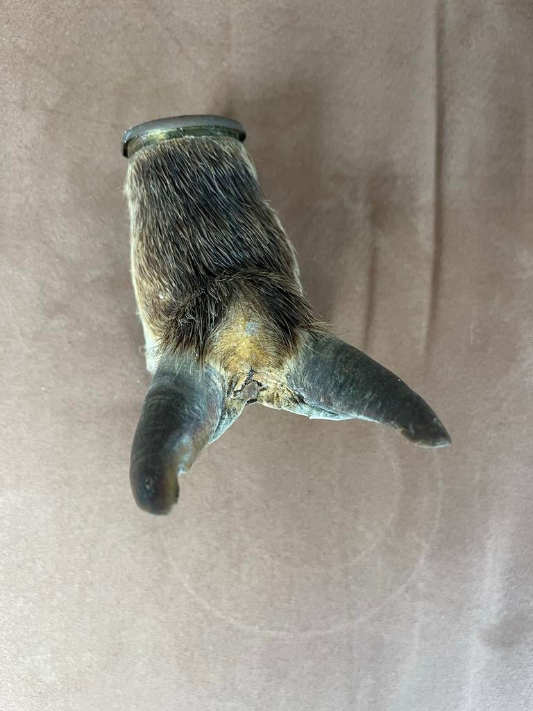 Asbak van zwijnenpoot, Ophalen of Verzenden