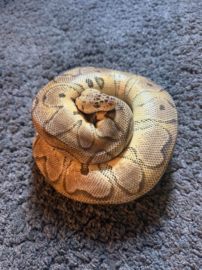 Koningspython vrouw Ball Python - female for sale from JoshuaZ