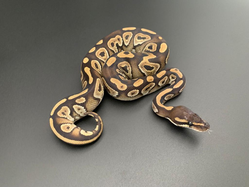 1.0 mojave 66% DH DG/pied python regius Ball Python - male for sale from DemonSnakes