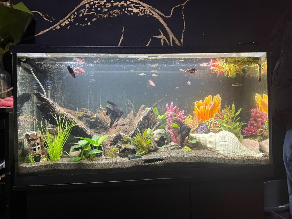 180L Eheim aquarium incl meubel, vissen en toebehoren., Dieren en Toebehoren, Vissen | Aquaria en Toebehoren, Ophalen, Zo goed als nieuw