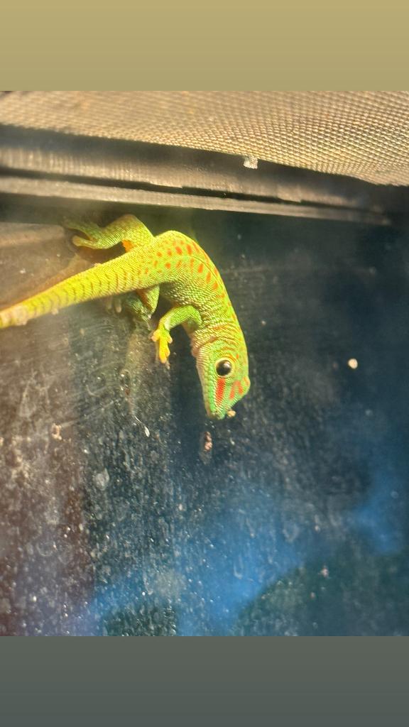 phelsuma grandis naakweek, Hagedis, 0 tot 2 jaar